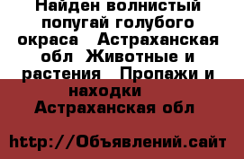 Найден волнистый попугай голубого окраса - Астраханская обл. Животные и растения » Пропажи и находки   . Астраханская обл.